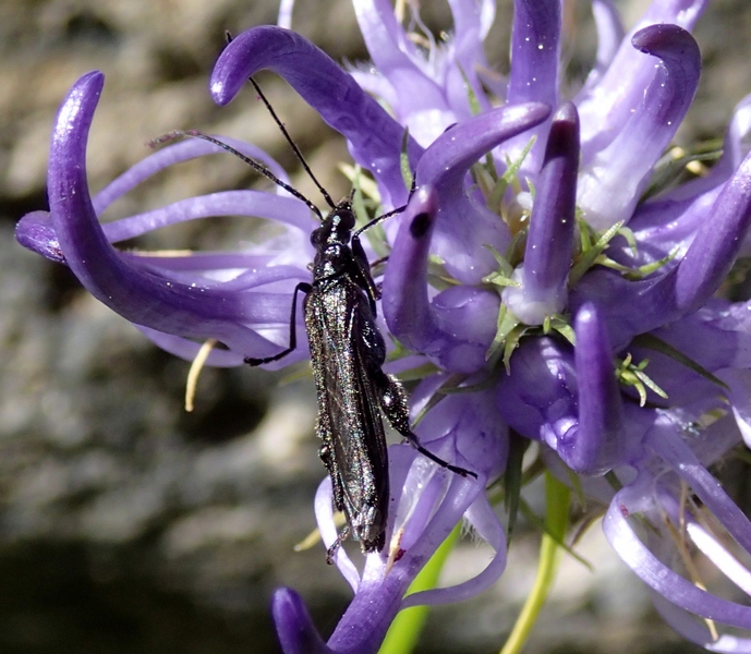 Oedemeridae da Id.: O. tristis (cf.)